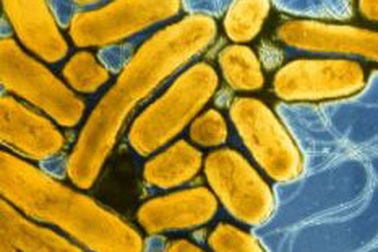 Phòng ngộ độc thực phẩm từ thịt, trứng