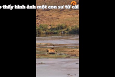 Sư tử kéo xác ngựa vằn băng qua sông