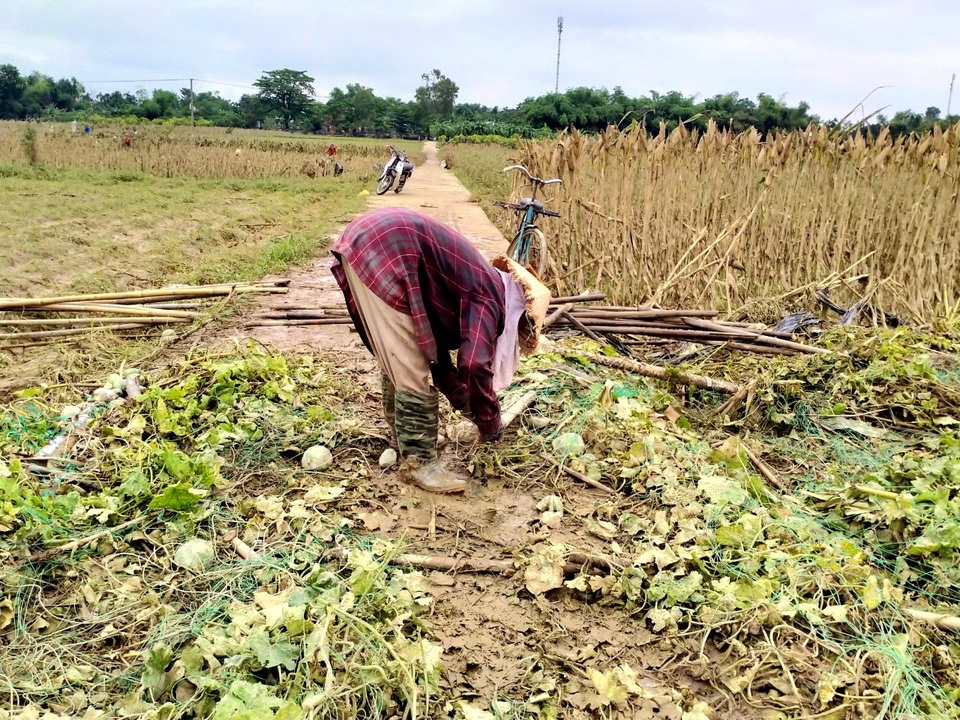 Quặn lòng nhìn những làng rau quả thiệt hại nặng sau mưa lũ - 9 Quặn lòng nhìn những làng rau quả thiệt hại nặng sau mưa lũ - 9