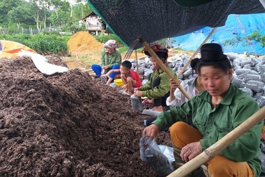 Cất bằng kỹ sư công nghệ thông tin, về núi trồng nấm thành tỷ phú