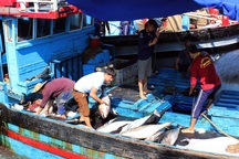 Phú Yên: 145  tàu cá nằm bờ giữa mùa cá ngừ vì ...chiều dài dưới 15 m