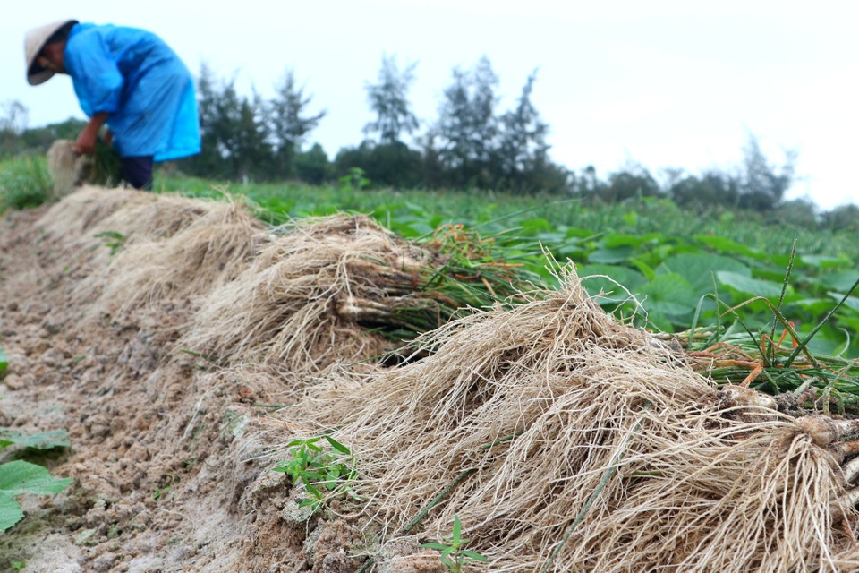 Giá kiệu bấp bênh, người dân vùng kiệu “thấp thỏm” chờ tết - 3 Giá kiệu bấp bênh, người dân vùng kiệu “thấp thỏm” chờ tết - 3