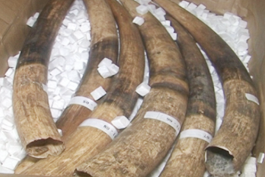 Có bộ đội biên phòng tham gia đường dây vận chuyển hơn 1,4 tấn ngà voi