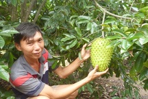 Lãi nửa tỷ đồng/ha nhờ trồng mãng cầu xiêm