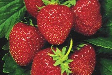 Thực phẩm ngừa bệnh Alzheimer