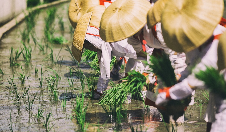 Otaue - Lễ hội cấy lúa cổ xưa của vùng Kansai Nhật Bản - 3 Otaue - Lễ hội cấy lúa cổ xưa của vùng Kansai Nhật Bản - 3