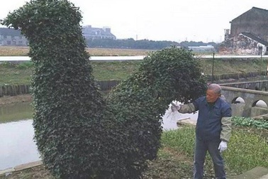 Nghệ nhân tạo hình "gà trống khổng lồ" trong suốt 40 năm