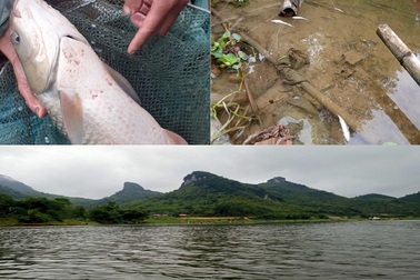 Vụ hàng tấn cá chết trên sông: Phát hiện nhiều cơ sở xả thải xuống sông