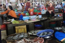 Bộ Y tế khuyến cáo không sử dụng một số hải sản miền Trung