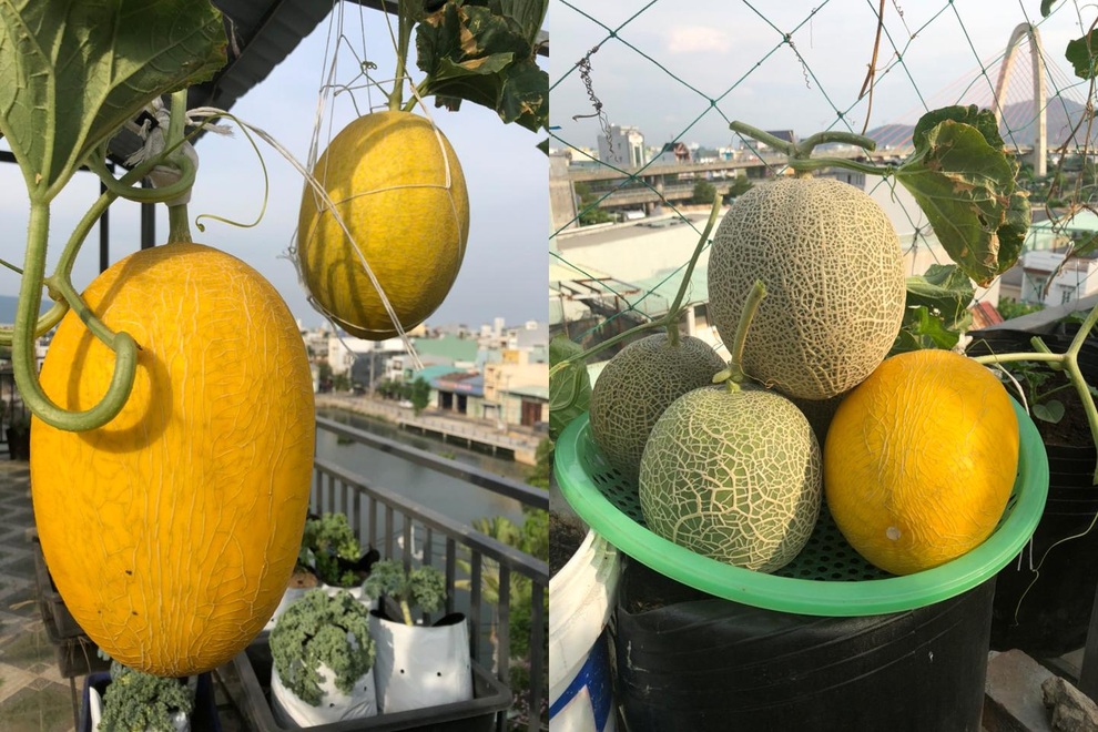 Cặm cụi vác đất lên tầng 5, mẹ đảm Đà Nẵng có vườn rau trái 100m2 - 12