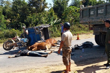Nam thanh niên tử nạn khi chở bò bằng xe ba gác