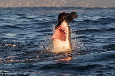 Có một trái đất “đa sắc thái” đến vậy trong cuộc thi ảnh của National Geographic!