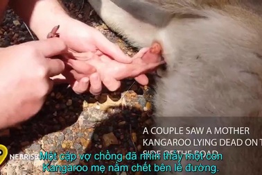 Pha cứu sống ngoạn mục Kangaroo con khỏi xác mẹ