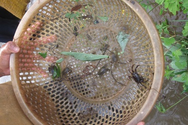 Theo chân những đứa trẻ “săn” cua đồng mùa mưa