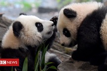 Cạn kiệt tiền, vườn thú cân nhắc việc "xẻ thịt" động vật làm nguồn thức ăn