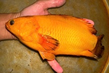 Người đàn ông ở Cần Thơ bắt được cá rô có màu vàng hiếm lạ, to bằng bàn tay