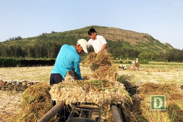 Mùa tỏi chín ở Lý Sơn