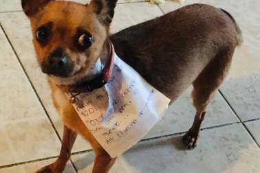 Sai thú cưng đi mua đồ ăn vì phải cách ly