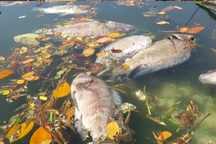 Hàng tấn cá chết trắng sông Phú Lộc - Đà Nẵng