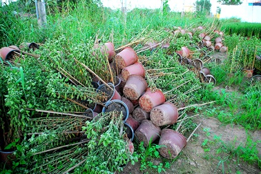 Hoa tết không kết nụ, nông dân xót xa vứt bỏ hàng nghìn chậu