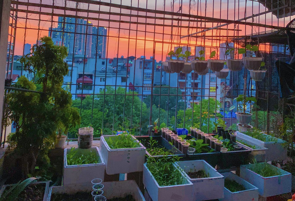 Những khu vườn ban công nhỏ mà có võ, tràn ngập rau trái sum suê - 13 Những khu vườn ban công nhỏ mà có võ, tràn ngập rau trái sum suê - 13