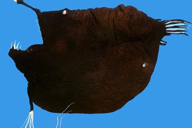 Phát hiện những loài cá kỳ lạ tại quần đảo Greenland