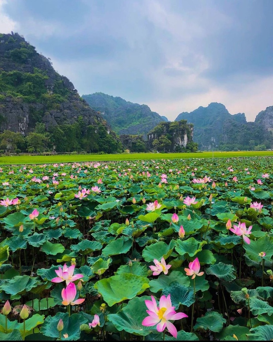 Phượng mọc giữa nhà gỗ, hồ sen nở rộ gây sốt ở “thánh địa sống ảo“ - 8 Phượng mọc giữa nhà gỗ, hồ sen nở rộ gây sốt ở “thánh địa sống ảo“ - 8