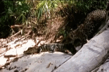 Chết cười với bài học đầu đời của báo đốm con