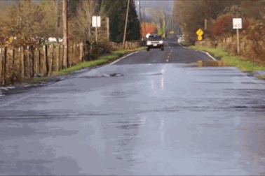 Cá hồi bơi thoăn thoắt qua đường quốc lộ để kiếm “bạn tình”