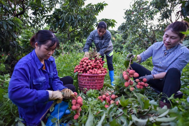 Người dân “thủ phủ vải thiều” Lục Ngạn chong đèn thu hoạch vải - 14 Người dân “thủ phủ vải thiều” Lục Ngạn chong đèn thu hoạch vải - 14