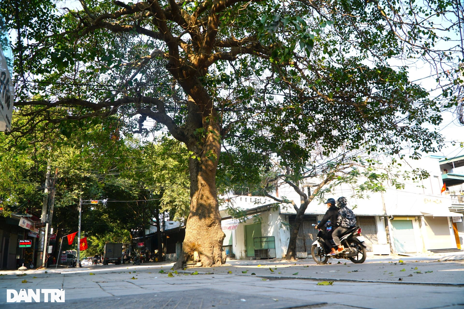 Lạ lùng 2 cây vông cổ thụ nằm giữa ngã tư đường, không ai dám chặt phá - 10 Lạ lùng 2 cây vông cổ thụ nằm giữa ngã tư đường, không ai dám chặt phá - 10