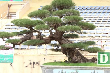 Cây phi lao 300 tuổi được trả giá 2 tỷ đồng nhưng chủ nhân không bán