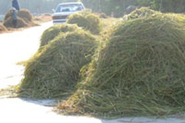 Biến quốc lộ thành... sân phơi rơm