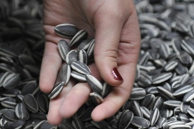 Cách loại bỏ độc tố trong hạt dưa, hạt hướng dương