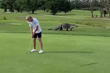 Golf thủ vẫn thản nhiên chơi dù cá sấu khổng lồ xuất hiện ngay sau lưng