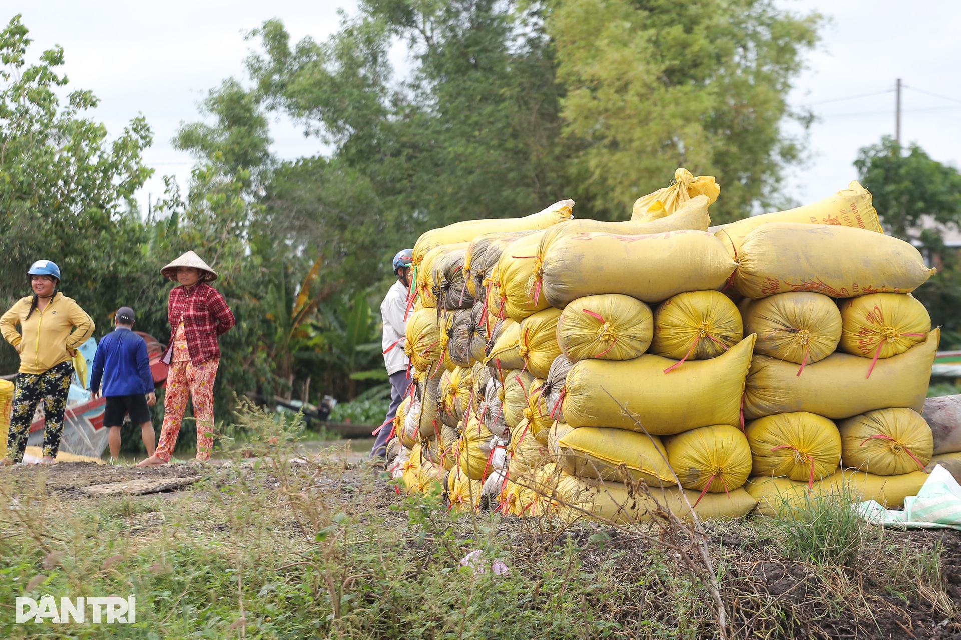 Người dân Tây Ninh “chạy đua” gặt lúa giữa mùa nước lũ - 9 Người dân Tây Ninh “chạy đua” gặt lúa giữa mùa nước lũ - 9