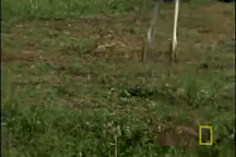 Cầy mangut "tử chiến" với cò lớn nhất thế giới để bảo vệ đàn con