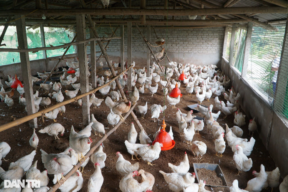 2 người đàn ông tuổi Dậu bỏ lương cao về quê làm chuyện kỳ lạ với trứng gà - 5