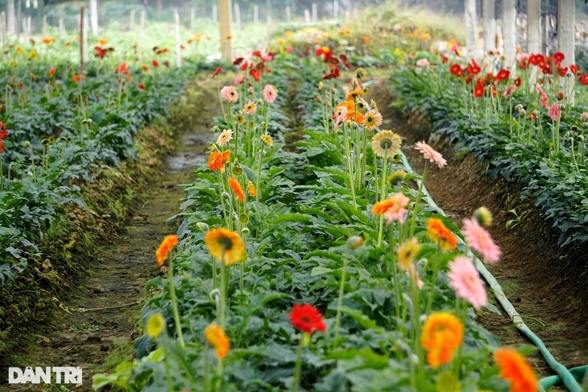Đầu vụ đánh liều xuống giống, cuối năm thấp thỏm lo âu - 11 Đầu vụ đánh liều xuống giống, cuối năm thấp thỏm lo âu - 11