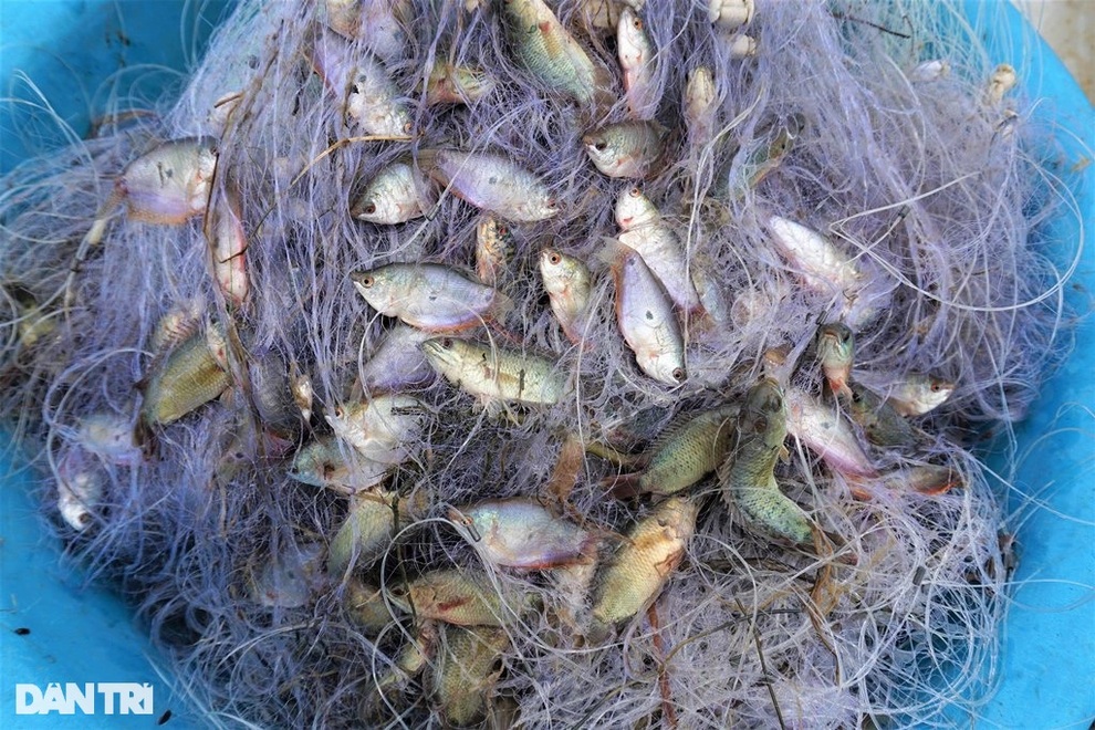 Kỹ năng đáng nể tăm tia đồng nhiều cá của dân nhà nghề miền Tây - 3 Kỹ năng đáng nể tăm tia đồng nhiều cá của dân nhà nghề miền Tây - 3