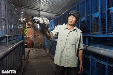 Nuôi chồn hương, anh nông dân nhàn hạ đút túi hàng trăm triệu mỗi năm