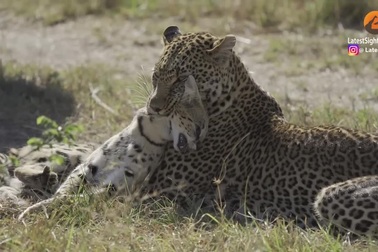 Báo châu Phi hạ gục linh miêu đồng cỏ trong chớp mắt