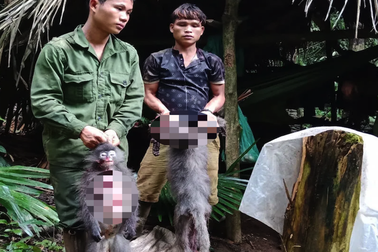 2 cá thể Voọc xám quý hiếm ở Vườn quốc gia Pù Mát bị bắn chết