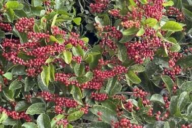 Đưa nhóm du khách lên núi Sơn Trà bẻ cây, một người dân Đà Nẵng bị xử phạt