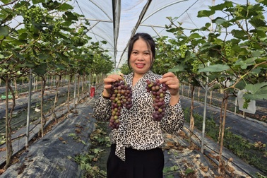 Làm nông nghiệp tử tế... không sợ ế