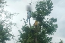 Trèo lên cây hái lá, người phụ nữ bị điện giật tử vong