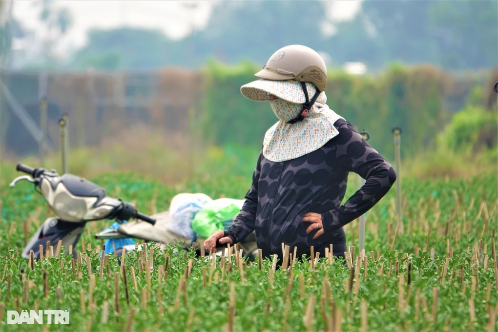 Cả năm phơi nắng trồng hoa Tết, chủ vườn chỉ mong... thu hồi vốn - 5