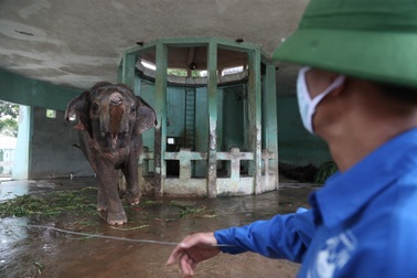 Quản tượng nói về việc xích chân hai chú voi trong công viên Thủ Lệ