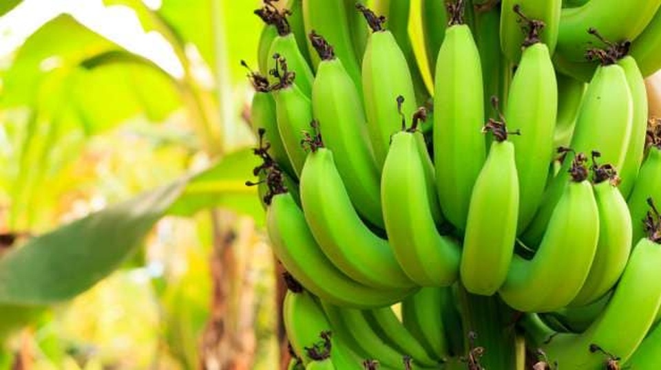 Nên ăn chuối xanh hay chuối chín vàng? - 1 Nên ăn chuối xanh hay chuối chín vàng? - 1