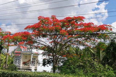 Xứ biển Bạc Liêu “rợp trời” hoa phượng vĩ